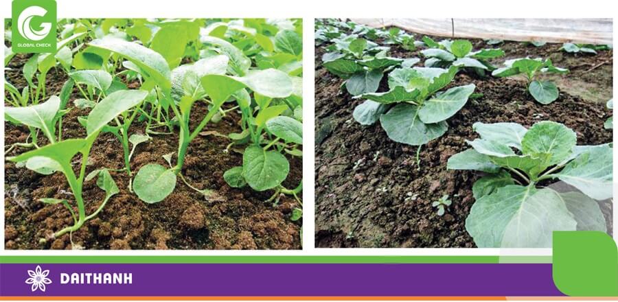 Khử trùng đất bằng năng lượng mặt trời không những hiệu quả còn thân thiện môi trường