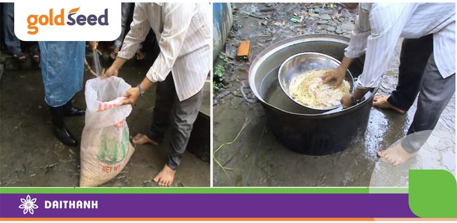 Vụ mùa chúng ta thường xuyên rửa chua do nhiệt độ cao