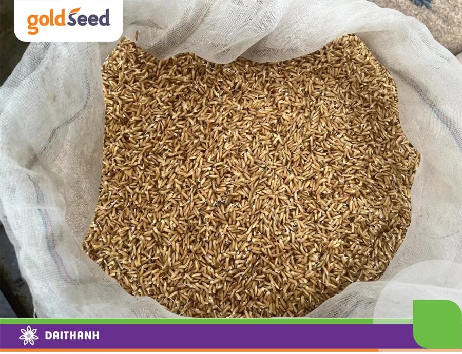 Sử dụng vật liệu thoáng khi ngâm ủ giống lúa