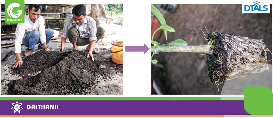 Sử dụng phân bón hữu cơ ủ hiếu khi cho cây giống