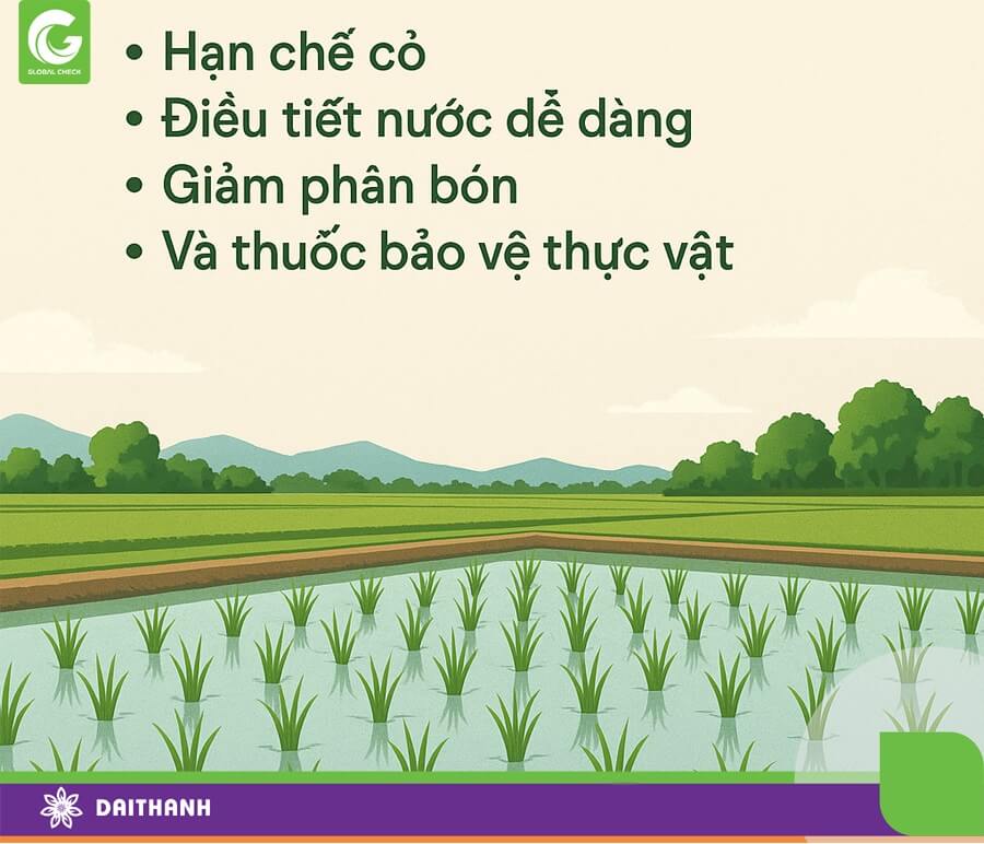 Mặt ruộng được làm phẳng mang lại lợi ích to lớn cho bà con nông dân