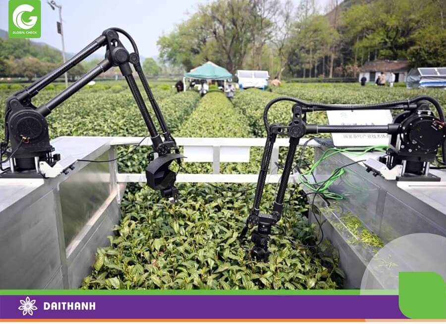Một robot hái trà ứng dụng AI tại cánh đồng trà Long Tỉnh ở Hàng Châu vào tháng 4