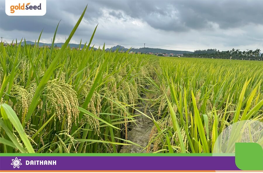 GS55 là giống lúa có bộ rễ khỏe giúp chúng luôn duy trì năng suất ổn định qua nhiều năm