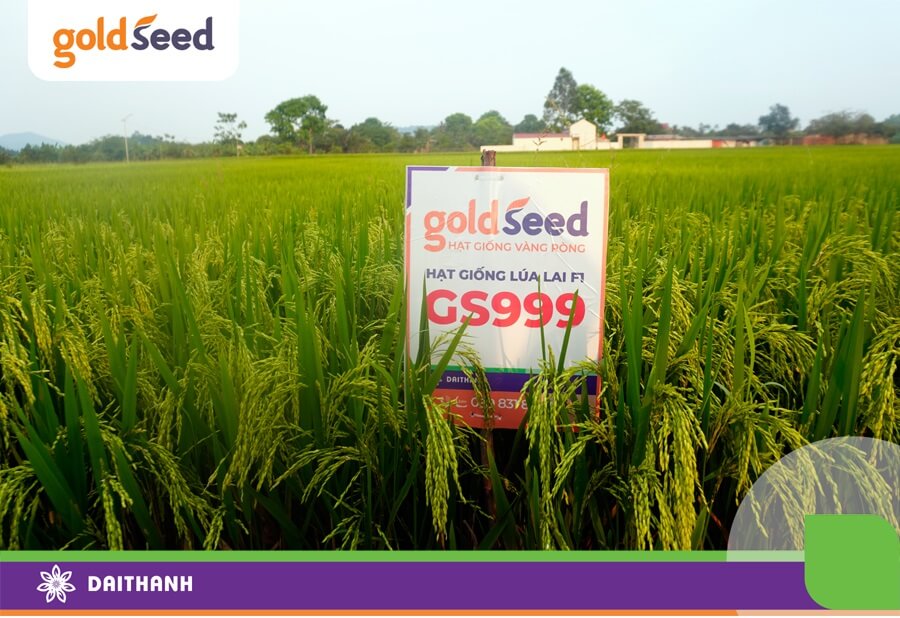 Đẻ nhánh tập trung quyết định năng suất cây lúa