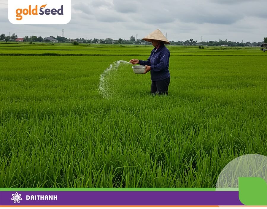 Bón lót và bón thúc đợt 1 ảnh hưởng rất lớn để khả năng đẻ nhánh tập trung của cây lúa