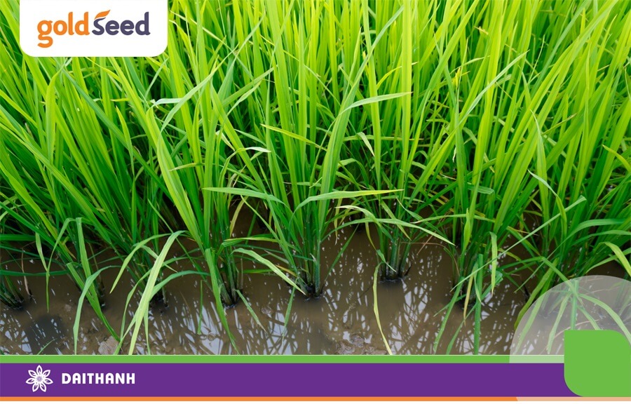 GS55 là giống lúa đẻ nhánh rất tập trung