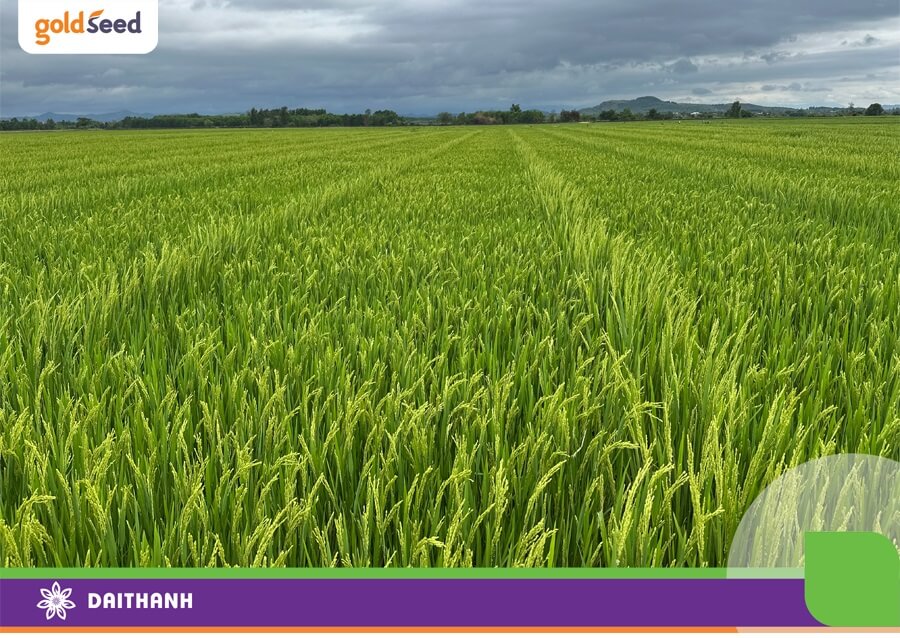 Cơ sở sản xuất giống lúa GS55 của Đại Thành, một giống lúa ngắn ngày