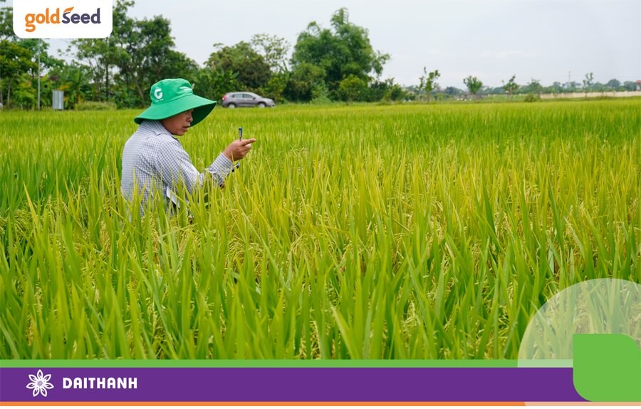 Đại Thành thăm giống lúa tại cơ sở khảo nghiệm