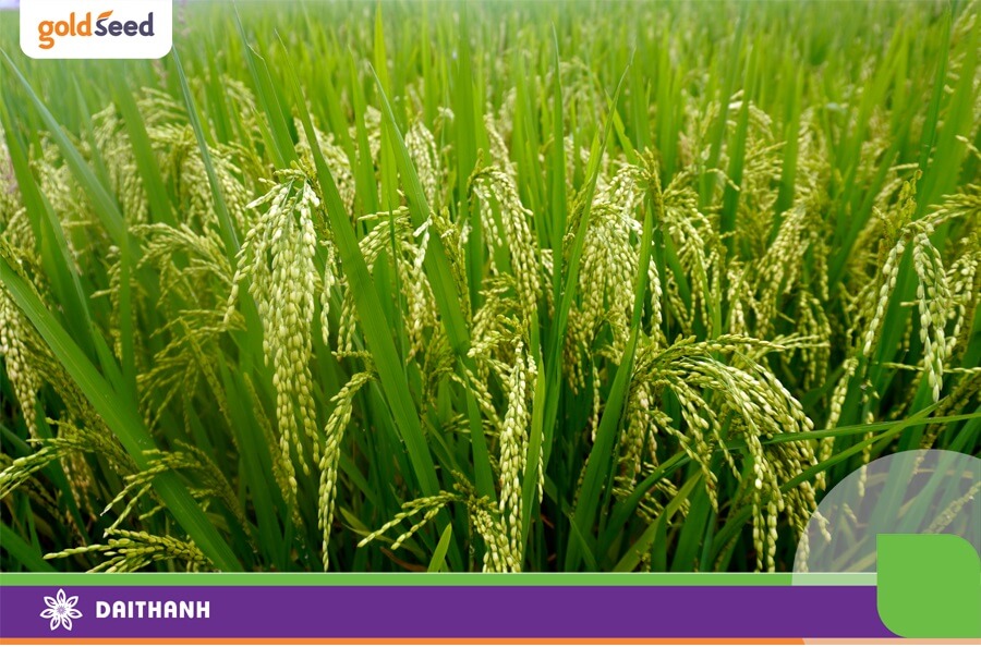 Giống lúa GS55 của chúng tôi cho năng suất 9,1 tấn/ha ở Yên Định- Thanh Hóa