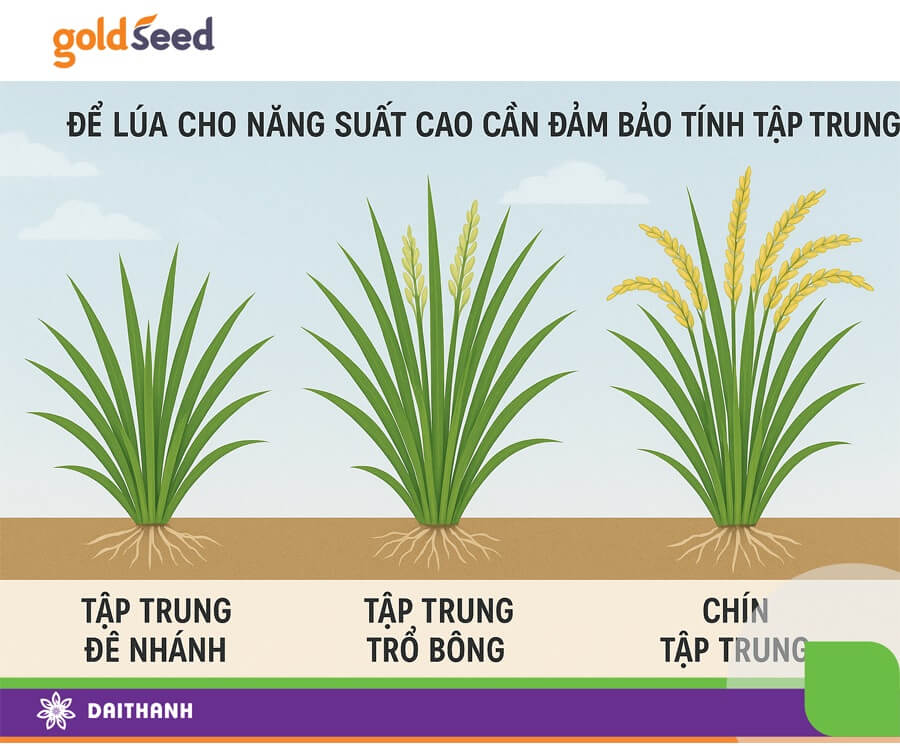 Cây lúa muốn năng suất cao phải có tính tập trung mạnh