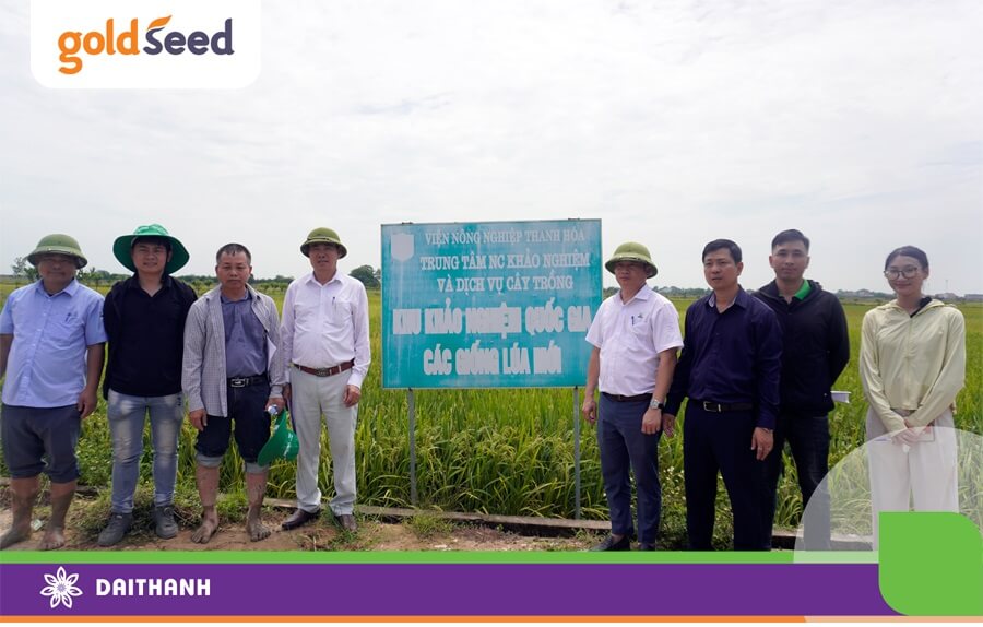 Đại Thành đi thăm các mô hình khảo nghiệm các giống lúa