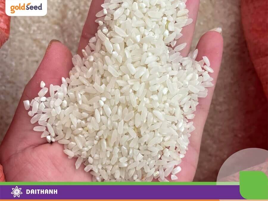 Chất lượng gạo của giống lúa lai F1-GS55