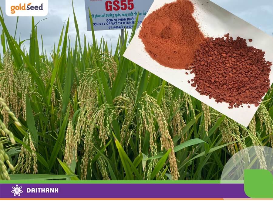 Kali là phân bón chính giúp tăng độ chắc hạt cho cây lúa