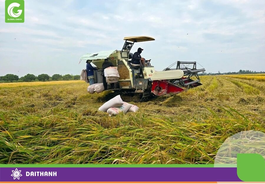 Ngành lúa gạo nước ta đang gặp nhiều thách thức từ thị trường Quốc Tế