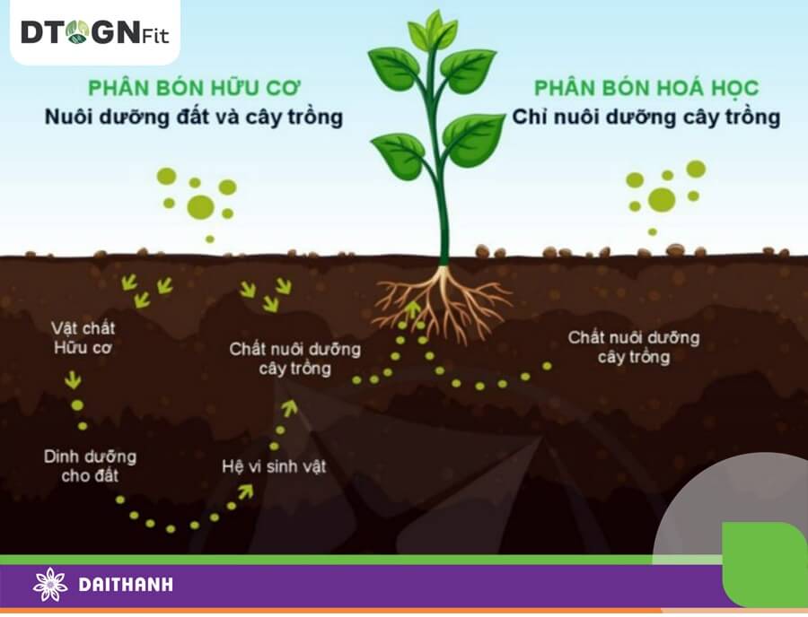 Phân bón hữu cơ góp phần bảo vệ hệ vi sinh vật có ích