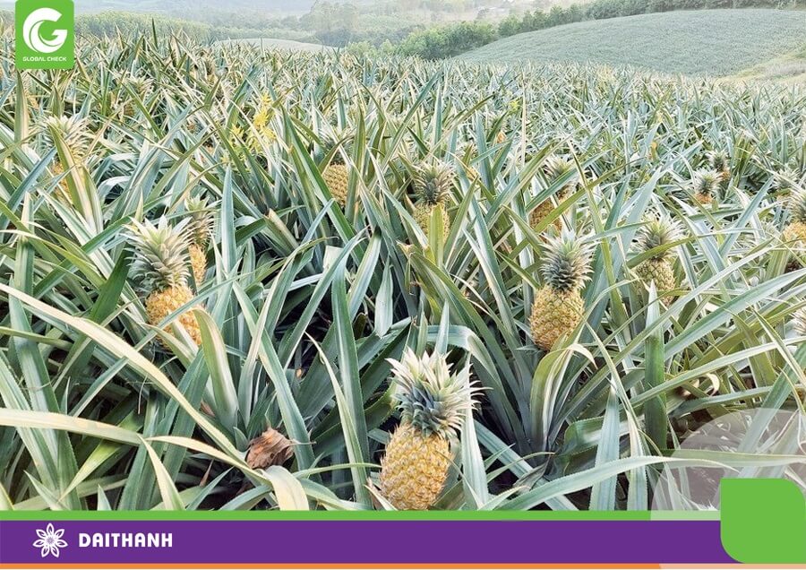 Vận chuyển dứa thủ công là công việc nặng nhọc và khó khăn