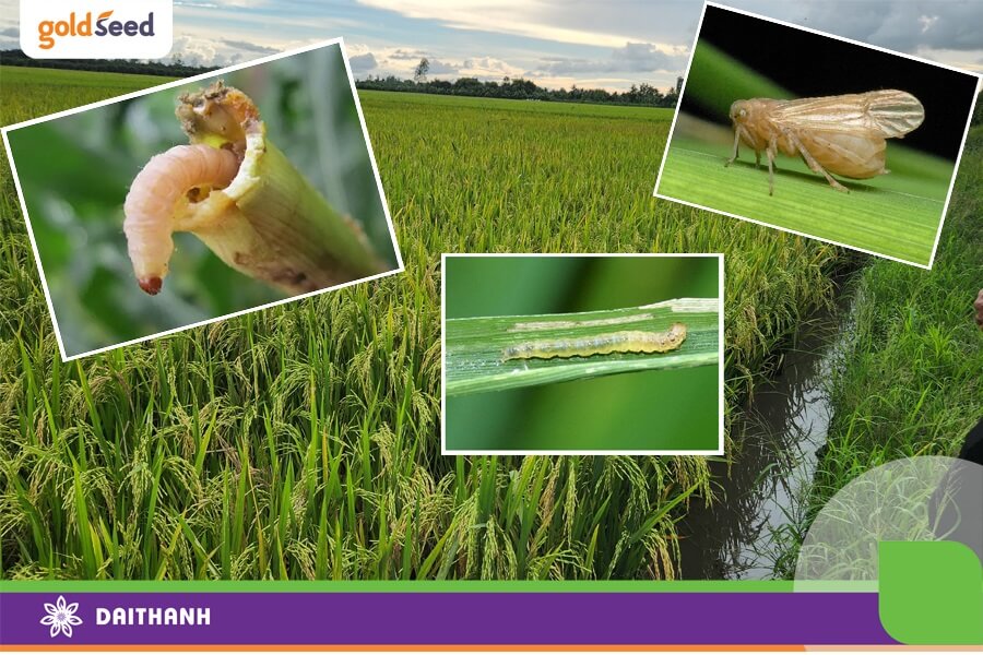 Sâu đục thân, cuốn lá và rầy nâu là ba loại sâu bệnh hại lúa phổ biến nhất