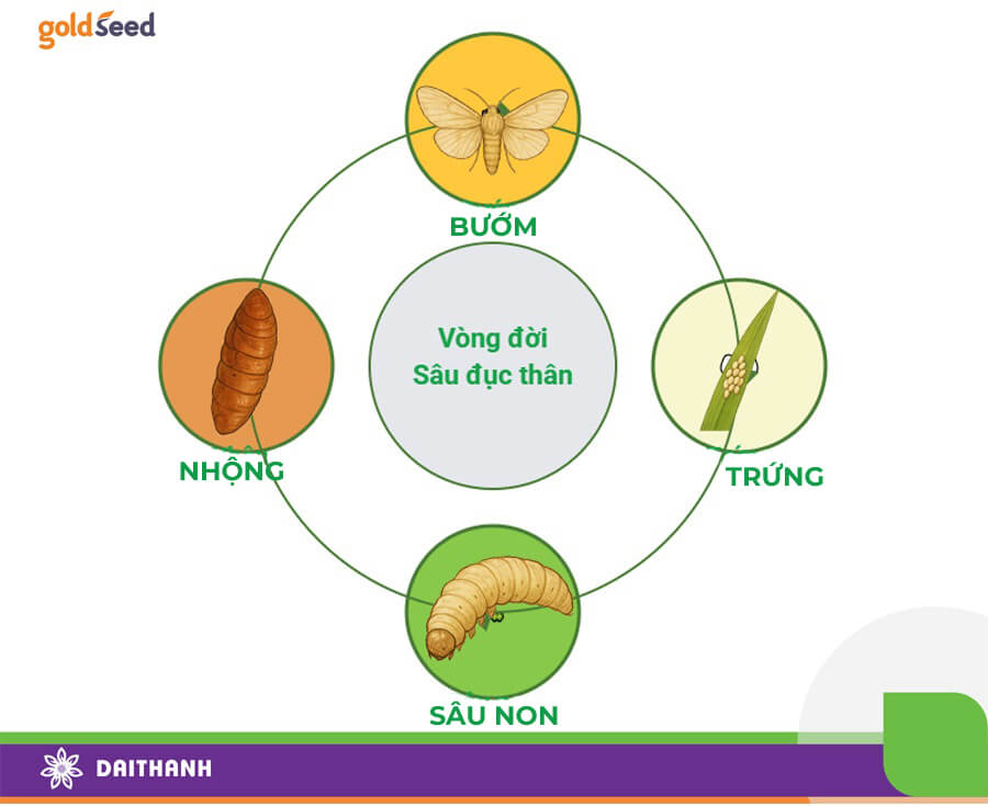 Thời điểm phun thích hợp nhất với sâu đục thân là giai đoạn sâu non mới nở