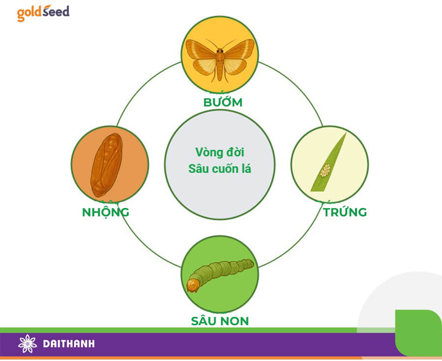 Giai đoạn phun thuốc thích hợp nhất với sâu cuốn lá là giai đoạn sâu non
