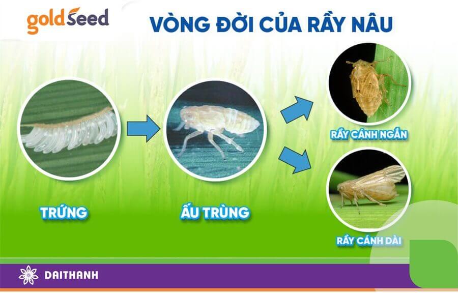 Rầy nâu hại lúa chia làm 2 loại là cánh dài và cánh ngắn