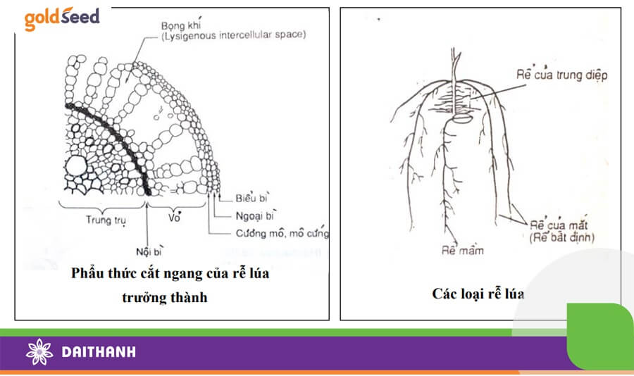 Cấu trúc bộ rễ lúa gồm rễ phôi (mầm) và rễ bất định