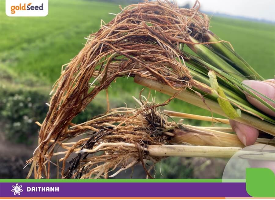 Rễ có màu thâm đen là biểu hiện cây lúa bị nhiễm bệnh