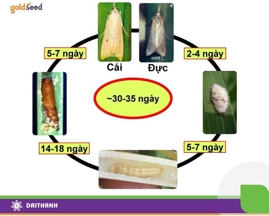 Vòng đời là cơ sở để tính tuổi cho sâu hại lúa