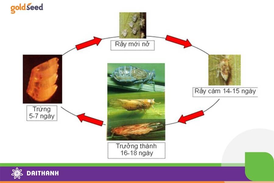 Vòng đời sinh trưởng rầy nâu hại lúa