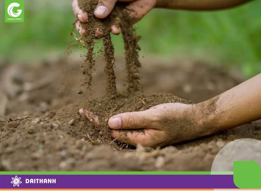 Đất tơi xốp giúp cây và sinh vật phát triển
