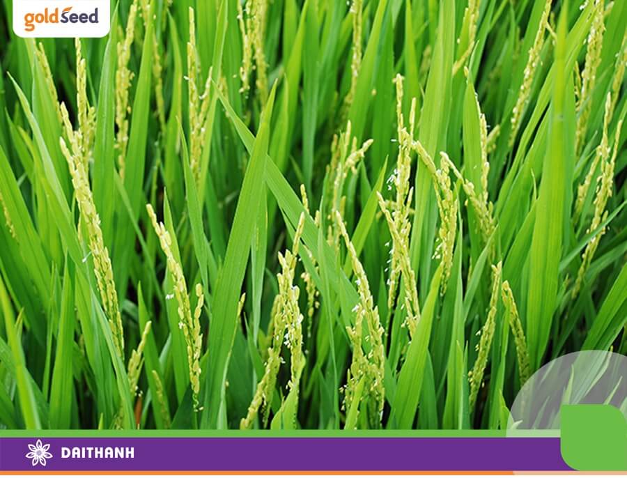 Lúa trổ đều xịt thuốc gì? Cách chăm sóc lúa giai đoạn làm đòng