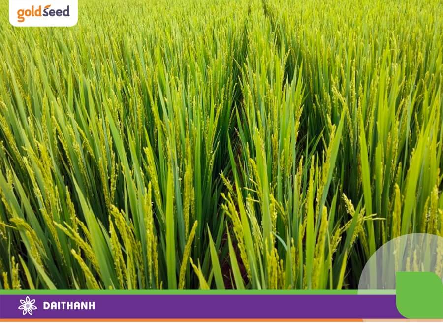 Từ 4 đến 6 ngày, bông lúa sẽ trổ đòng