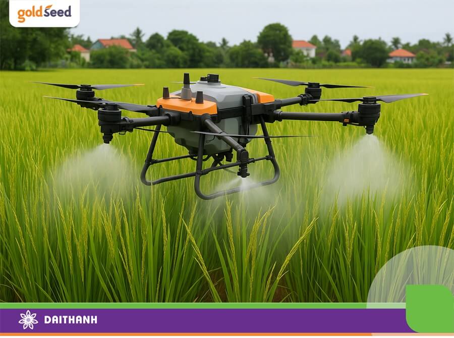 Phun thuốc trong giai đoạn lúa trổ bông để tránh bị sâu, bệnh tấn công