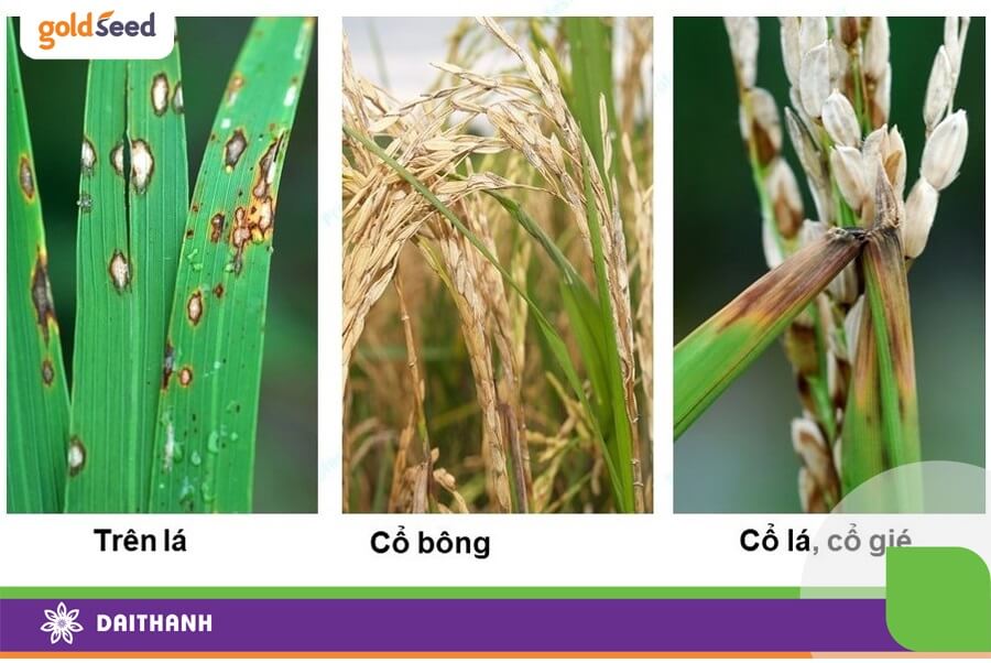 Cây lúa bị bệnh đạo ôn
