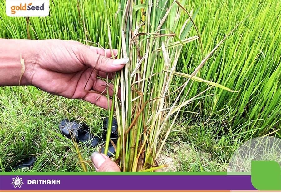 Bệnh khô vằn hại lúa