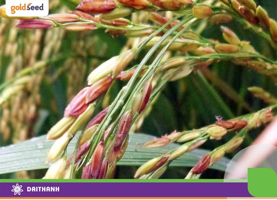 Cây lúa bị nhiễm bệnh lem lép hạt