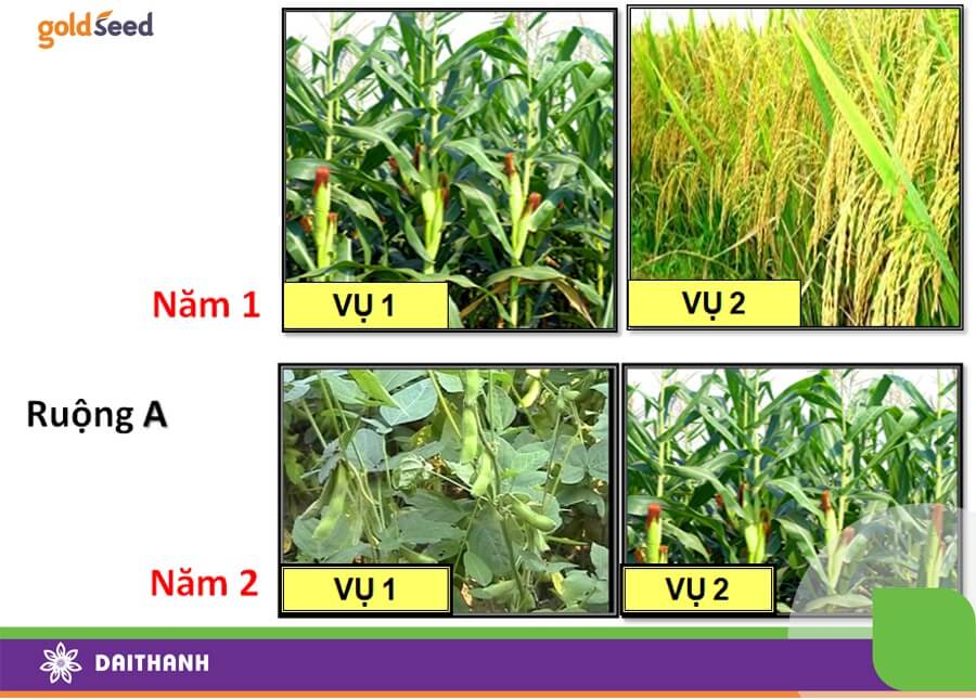 Luân canh không chỉ giúp tăng doanh thu mà còn hỗ trợ cải tạo đất, tránh sâu bệnh