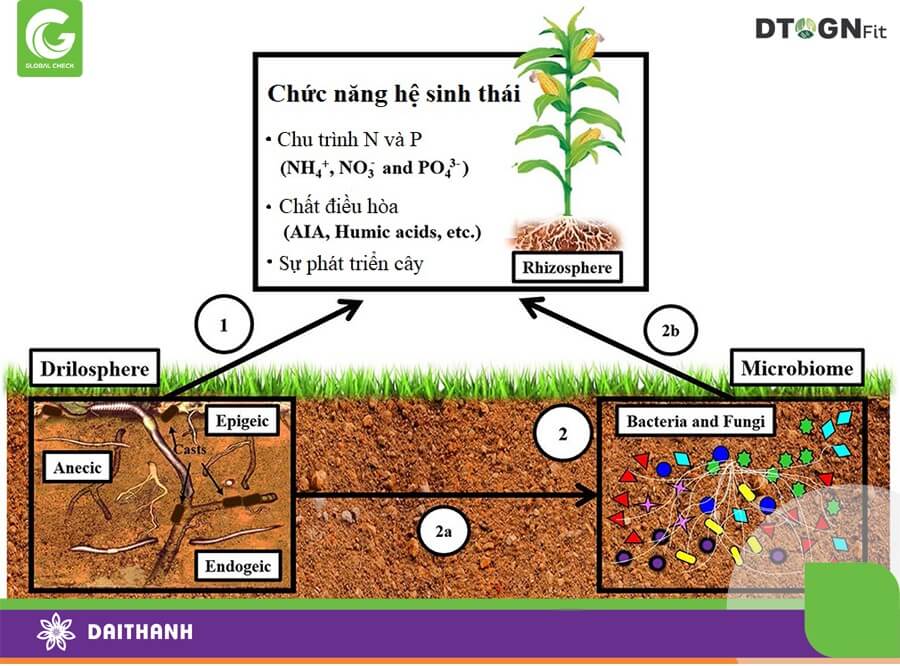 Giun đất là sinh vật phổ biến giúp cải tạo đất