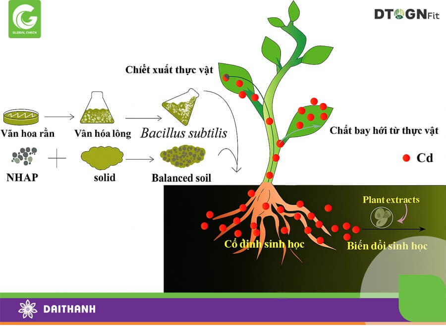 Sơ đồ minh họa vi khuẩn Bacillus subtilis giúp cải thiện đất.