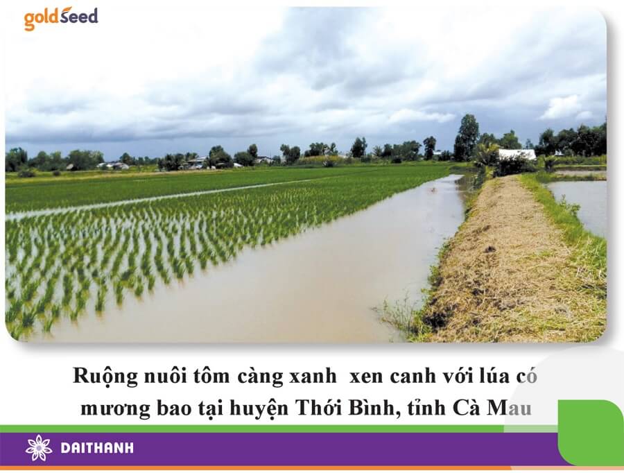 xen canh giữa lúa và tôm xanh rất phổ biến