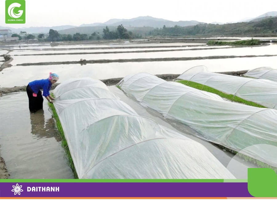 Lạnh là mối đe dọa chính ở vụ mùa 2025-2026