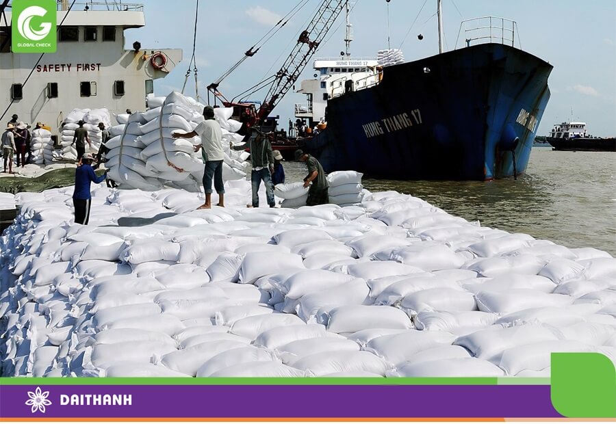 Lúa xuất khẩu thường là giống lúa hạt dài, cơm dẻo như GS999