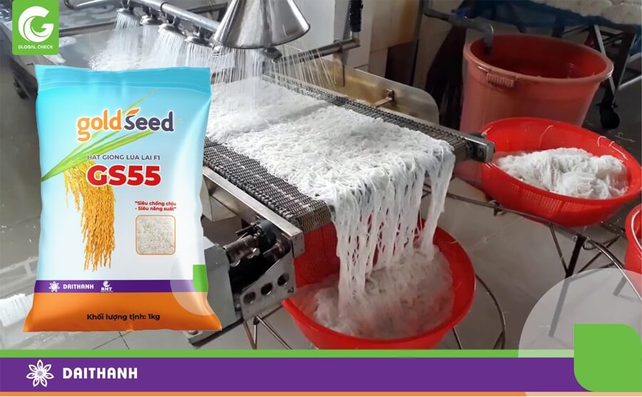 GS55 là giống lúa nguyên liệu hàng đầu trên thị trường hiện nay