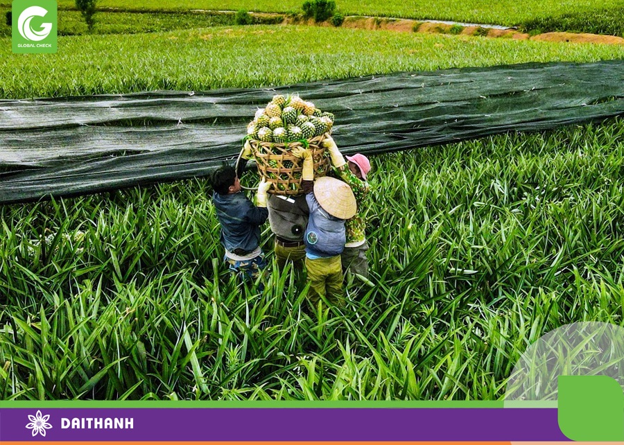 Địa hình khó khăn, công việc vận chuyển nông sản thực sự là vấn đề lớn với bà con