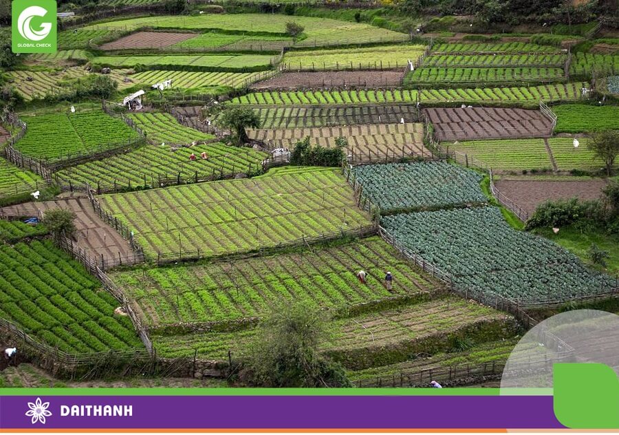 Chia ruộng nhỏ lẻ đang là điểm nghẽn phát triển nông nghiệp Việt Nam