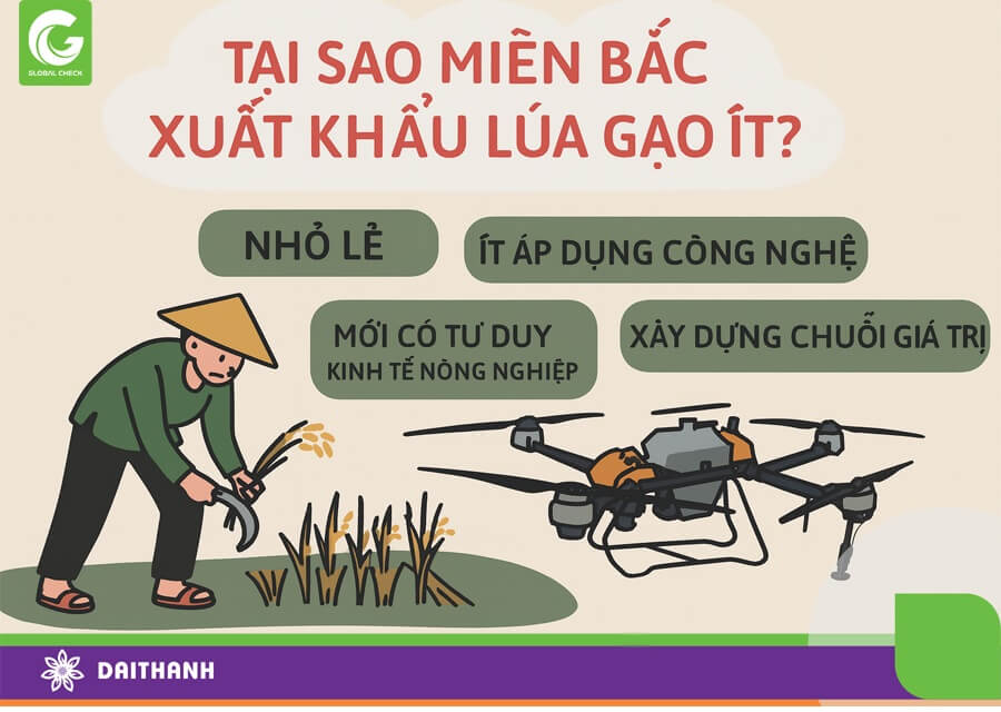 Miền Bắc chỉ chiếm khoảng 10% lượng gạo xuất khẩu của cả nước