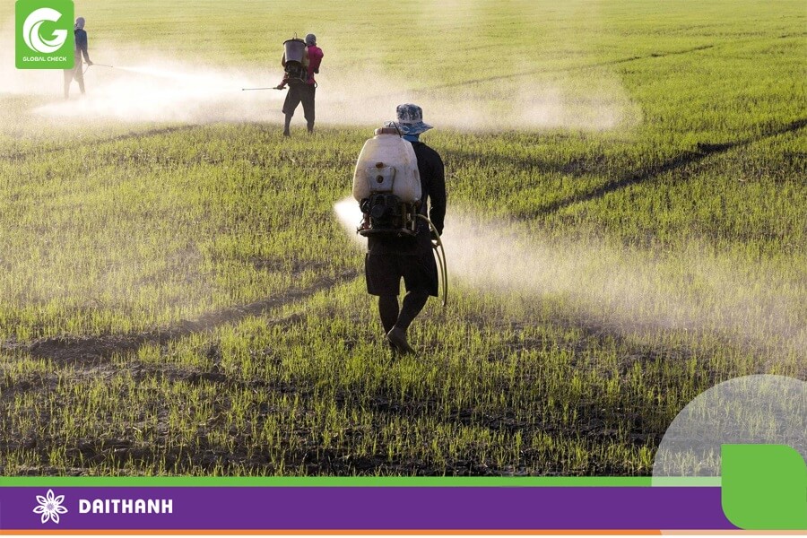 Việc lạm dụng thuốc bảo vệ thực vật ảnh hưởng lớn tới nền nông nghiệp bền vững