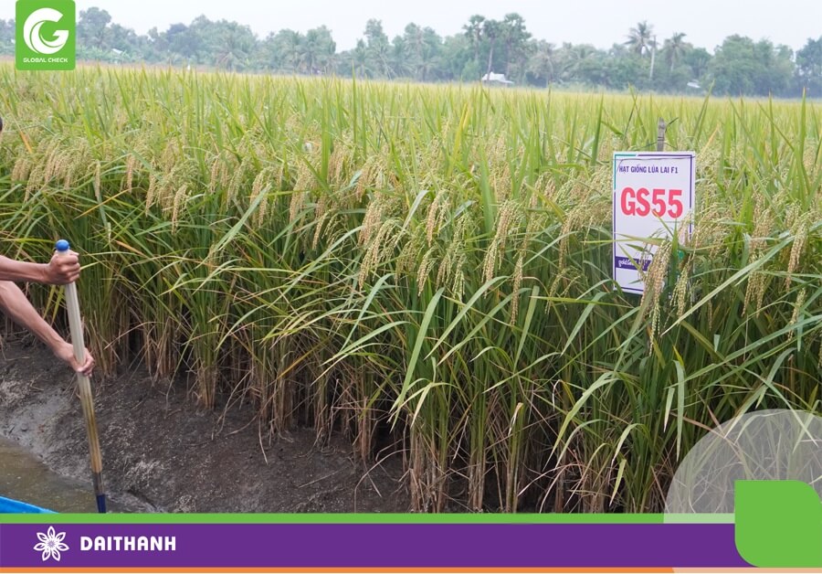 Mô hình lúa tôm tại Đồng bằng sông Cửu Long trồng lúa GS55