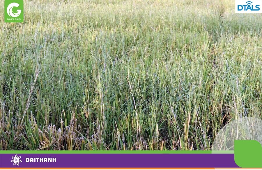 Cỏ dại phát triển có thể gây thất thu cho cây lúa