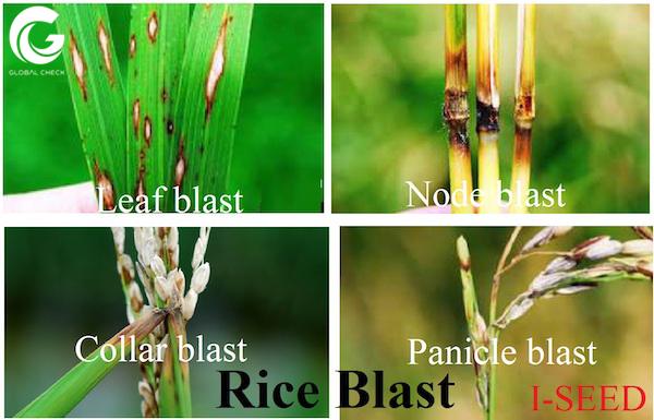 Các dấu hiệu nhận biết bệnh đạo ôn trên lá, cổ lá, đốt thân, cổ bông, cổ gié và hạt lúa