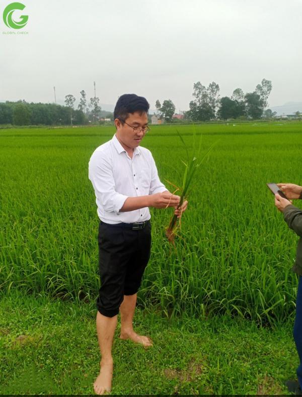 Trưởng phòng Kỹ thuật Chi cục Trồng trọt và Bảo vệ thực vật tỉnh Nghệ An đánh giá cao kết quả phun trừ đạo ôn bằng máy bay P-Globalcheck